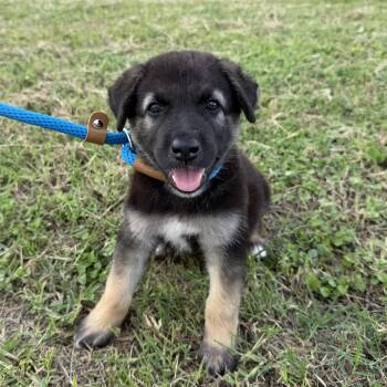 Sam -  German Shepherd Dog Dog for Adoption in Harlingen, Texas - Sam | PetCurious