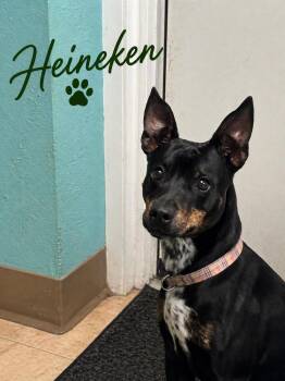 Miniature Pinscher Dogs Available for Adoption in Sylacauga, Alabama - Heineken | PetCurious