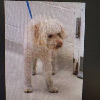 PRINCE T CHALLA -  Poodle and Mixed Breed Dog for Adoption in Loxahatchee Groves, Florida - PRINCE T CHALLA | PetCurious