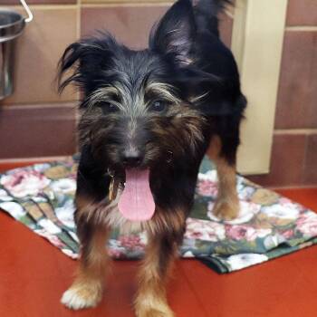 Mixed Breed Dogs Available for Adoption in Port Washington, New York - Margot | PetCurious