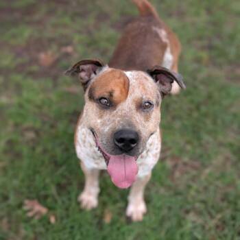 Australian Cattle Dog Blue Heeler and American Staffordshire Terrier Dogs Available for Adoption in Conroe, Texas - A428465 | PetCurious