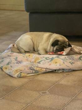 Annie -  Pug Dog for Adoption in Chattanooga, Tennessee - Annie | PetCurious