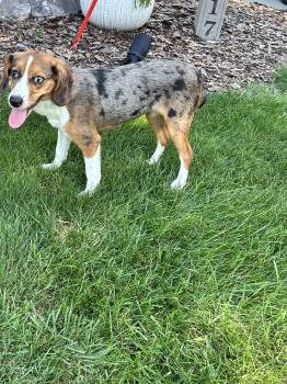 BAILEY (mini, only 17 lbs) -  Aussiedoodle Dog for Adoption in Elyria, Ohio - BAILEY (mini, Only 17 Lbs) | PetCurious
