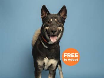 Siberian Husky and Mixed Breed Dogs Available for Adoption in Phoenix, Arizona - NAVANI | PetCurious