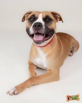 Rescue Boxer and Pit Bull Terrier Dogs for Adoption in Frankfort, Kentucky - Sweet Pea 5648D | PetCurious
