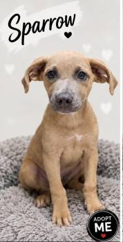 Sparrow -  Labrador Retriever and Treeing Walker Coonhound Dog for Adoption in Baton Rouge, Louisiana - Sparrow | PetCurious