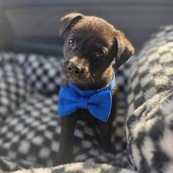 German Shepherd Dog Dogs Available for Adoption in Crosby, Texas - Koda | PetCurious