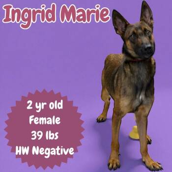 Rescue Belgian Shepherd Malinois Dogs for Adoption in Sorrento, Louisiana - Ingrid Marie | PetCurious