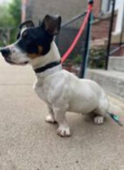 Jack Russell Terrier Dogs Available for Adoption in Crete, Illinois - Hops | PetCurious