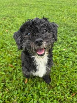 Otto -  Maltese and Poodle Dog for Adoption in Valrico, Florida - Otto | PetCurious