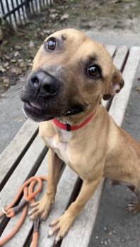 Snoop -  Pit Bull Terrier Dog for Adoption in Buffalo, New York - Snoop | PetCurious