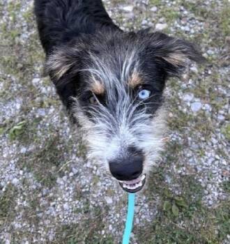 Rocky -  Wirehaired Terrier and Australian Shepherd Dog for Adoption in Scottsburg, Indiana - Rocky | PetCurious