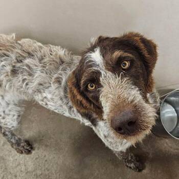 Boomer (Syracuse, Utah) -  German Wirehaired Pointer Dog for Adoption in Santa Rosa, California - Boomer (Syracuse, Utah) | PetCurious