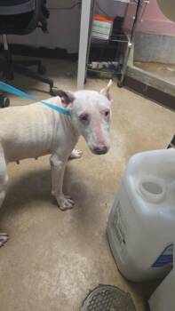 Bull Terrier Dogs Available for Adoption in New Braunfels, Texas - Poppy | PetCurious