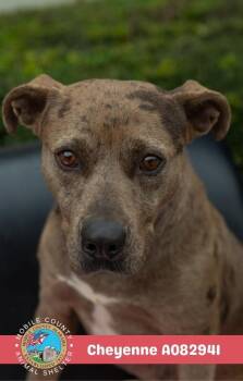Cheyenne -  Catahoula Leopard Dog Dog for Adoption in Mobile, Alabama - Cheyenne | PetCurious