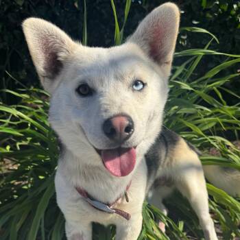 Corgi Dogs Available for Adoption - Dexter | PetCurious