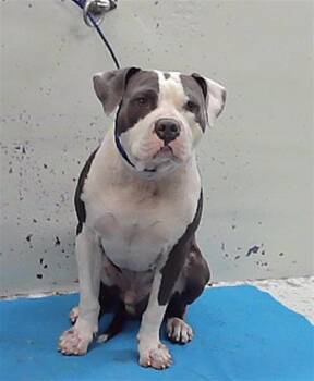 FREDDIE -  Staffordshire Bull Terrier and Mixed Breed Dog for Adoption in Houston, Texas - FREDDIE | PetCurious
