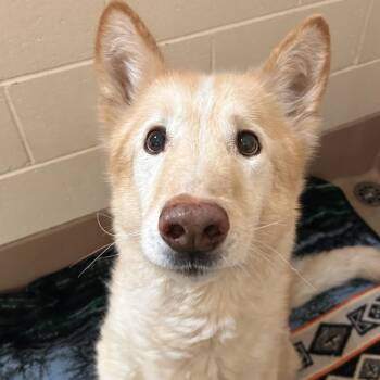 Stumpy -  German Shepherd Dog Dog for Adoption in Reno, Nevada - Stumpy | PetCurious
