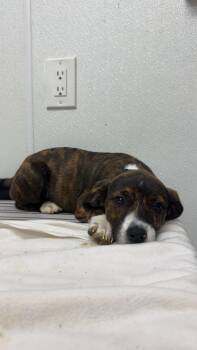 AAD New Arrival!  Florence - 26152 -  Boxer and Hound Dog for Adoption in Armonk, New York - AAD New Arrival!  Florence - 26152 | PetCurious