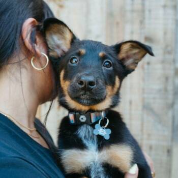 Australian Cattle Dog Blue Heeler Dogs Available for Adoption in Jackson, Wyoming - Marina | PetCurious
