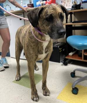 Hunny Pie -  Plott Hound and Great Dane Dog for Adoption in Sioux City, Iowa - Hunny Pie | PetCurious