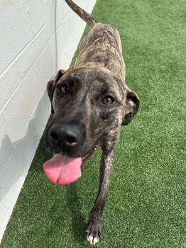 Rescue Rottweiler and Mastiff Dogs for Adoption in Spring, Texas - Louie | PetCurious