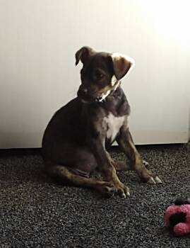Lucy -  German Shepherd Dog and Australian Shepherd Dog for Adoption in Chattanooga, Tennessee - Lucy | PetCurious