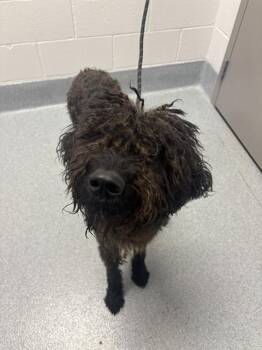 Labrador Retriever and Poodle Dogs Available for Adoption in Indianapolis, Indiana - BRODY | PetCurious