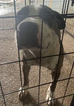 Pit Bull Terrier Dogs Available for Adoption in Mobile, Alabama - Barron (brooks Rn) | PetCurious