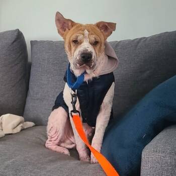 Rescue Mixed Breed Dogs for Adoption in Fredericksburg, Virginia - Eye Of The Beholder | PetCurious