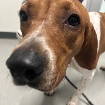 Biddeford Stray (Odin) -  Hound Dog for Adoption in Kennebunk, Maine - Biddeford Stray (Odin) | PetCurious