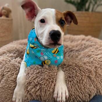 Tony -  Pit Bull Terrier Dog for Adoption in Sacramento, California - Tony | PetCurious