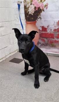 Pit Bull Terrier Dogs Available for Adoption in San Bernardino, California - RILEY | PetCurious