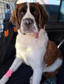Rescue Saint Bernard Dogs for Adoption in Larkspur, Colorado - Millie | PetCurious
