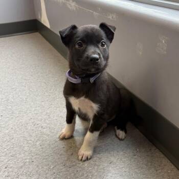 Fuzzy Peach -  Shepherd and Mixed Breed Dog for Adoption in Clavet, Saskatchewan - Fuzzy Peach | PetCurious