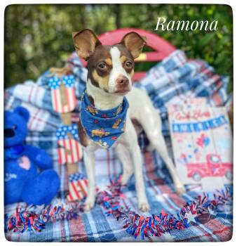 Ramona -  Rat Terrier Dog for Adoption in Sebring, Florida - Ramona | PetCurious