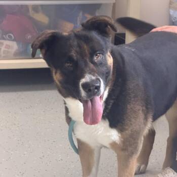 Mischa -  Shepherd and Mixed Breed Dog for Adoption in Marion, Virginia - Mischa | PetCurious