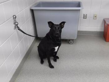 EBIE -  Labrador Retriever and German Shepherd Dog Dog for Adoption in Omaha, Nebraska - EBIE | PetCurious