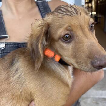 Rudy -  Xoloitzcuintli Mexican Hairless Dog for Adoption in Sonoma, California - Rudy | PetCurious