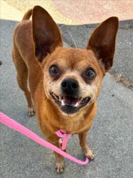 *HEATH -  Chihuahua Dog for Adoption in Woodland, California - *HEATH | PetCurious
