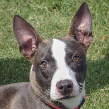 Shane -  American Staffordshire Terrier and Bull Terrier Dog for Adoption in Huntley, Illinois - Shane | PetCurious