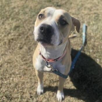 Rescue Mixed Breed Dogs for Adoption in Dallas, Texas - Lexii | PetCurious