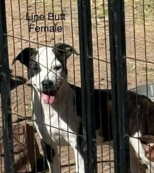 Rescue Boston Terrier Dogs for Adoption in Waunakee, Wisconsin - Line Butt | PetCurious