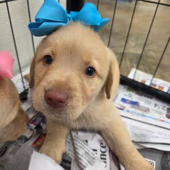 Sheldon -  Retriever Dog for Adoption in Huntsville, Alabama - Sheldon | PetCurious
