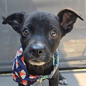 Yakko -  Labrador Retriever and Mixed Breed Dog for Adoption in Normal, Illinois - Yakko | PetCurious