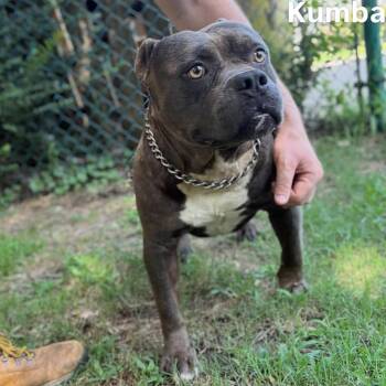 Kumba -  Pit Bull Terrier Dog for Adoption in Little Rock, Arkansas - Kumba | PetCurious