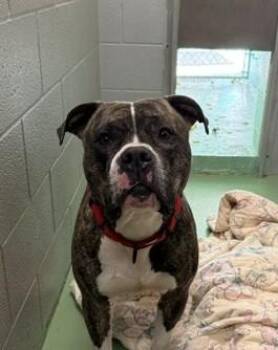 Luke -  American Staffordshire Terrier Dog for Adoption in Bellaire, Michigan - Luke | PetCurious