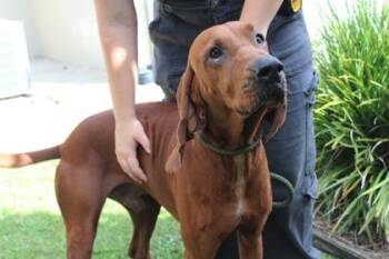 Ol Red -  Redbone Coonhound and Mixed Breed Dog for Adoption in Brunswick, Georgia - Ol Red | PetCurious