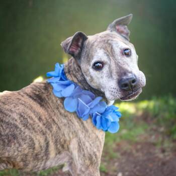 Chance -  Pit Bull Terrier Dog for Adoption in South Elgin, Illinois - Chance | PetCurious