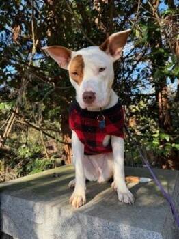 Maliah -  Mixed Breed Dog for Adoption in Chamblee, Georgia - Maliah | PetCurious